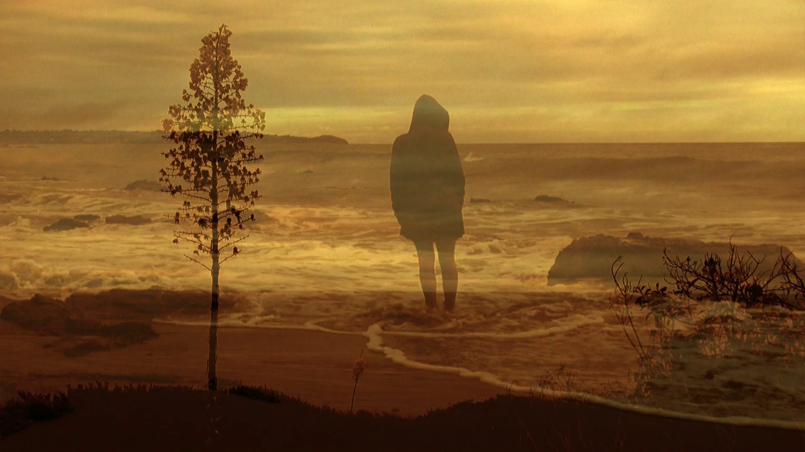 A hooded figure stands in golden surf, a lone tree beside her.