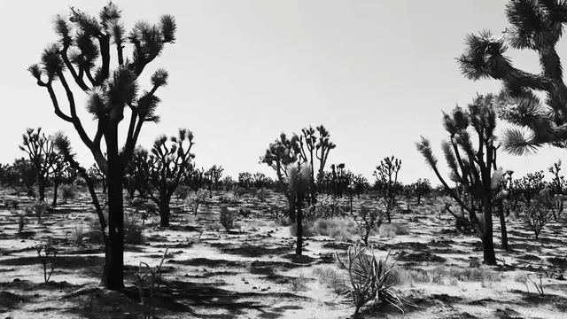 Joshua trees across a sunlit desert floor.